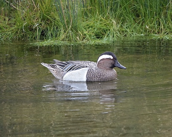 garganey